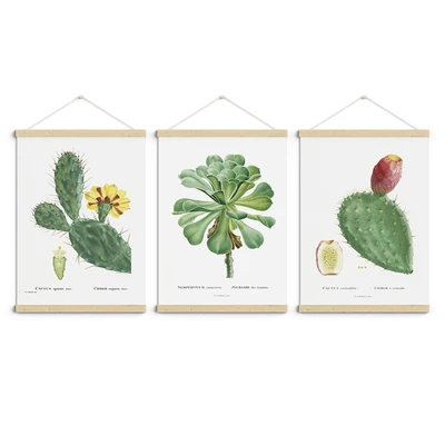 סט תמונות קקטוסים וינטג'– איורים של Pierre-Joseph Redouté