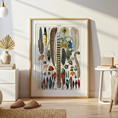 תמונת וינטג' קלאסית – איור נוצות וציפורים מהמאה ה־19