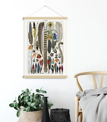 תמונת וינטג' קלאסית – איור נוצות וציפורים מהמאה ה־19