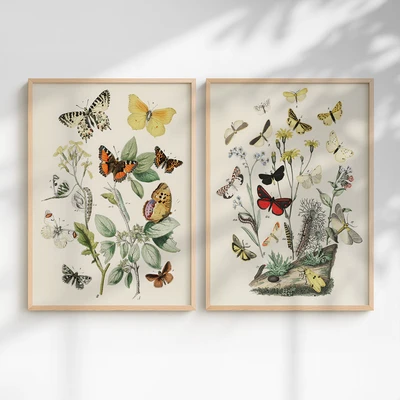 תמונות קיר פרפרים צבעוניים באיור וינטג' של William Forsell Kirby